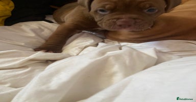 Mixed Breed dogs - Advert 12