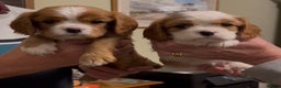 Cavalier King Charles Spaniel dogs for sale: Stunning quality KC Cavalier King Charles puppies - Advert 1