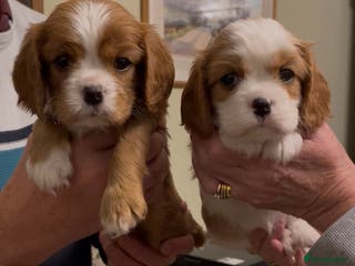 Cavalier King Charles Spaniel dogs Stunning quality KC Cavalier King Charles puppies - Advert 6