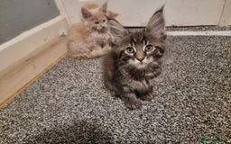 Maine Coon cats for sale: TICA REG.  Amazing kittens  - Image 15