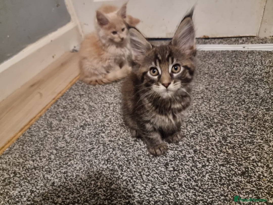 Maine Coon cats for sale: TICA REG.  Amazing kittens  - Image 15