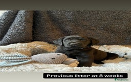 Labrador Retriever dogs for sale: Labrador Retriever Puppies  - Image 6