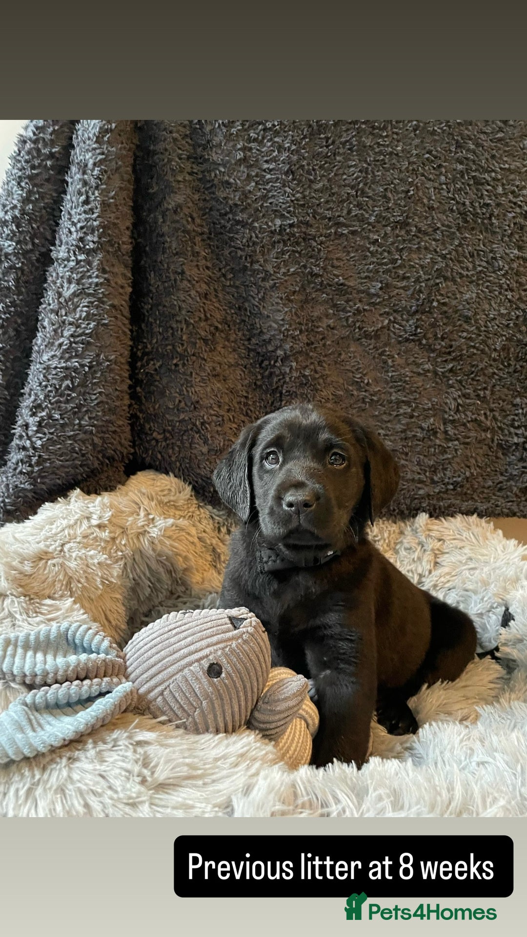 Labrador Retriever dogs for sale: Labrador Retriever Puppies  - Image 6