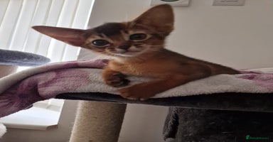 Abyssinian cats - Advert 13