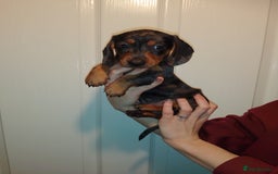 Miniature Dachshund dogs for sale: Miniature dachshund puppy - Image 6