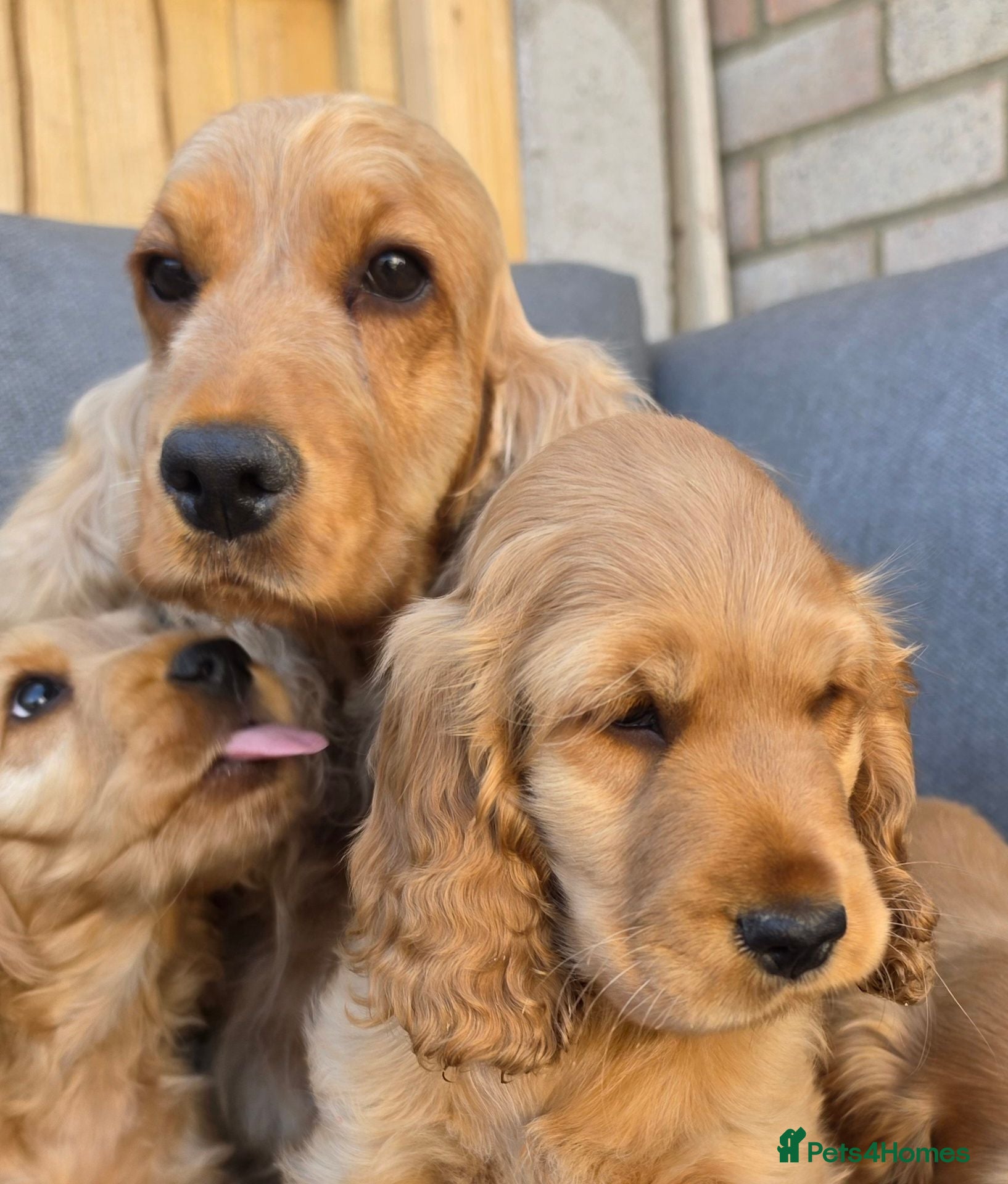 Cocker Spaniel dogs KC SHOW COCKER SPANIELS ( GENETIC TESTED PARENTS) - Advert 13