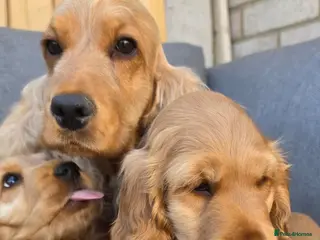 Cocker Spaniel dogs KC SHOW COCKER SPANIELS ( GENETIC TESTED PARENTS) - Advert 1