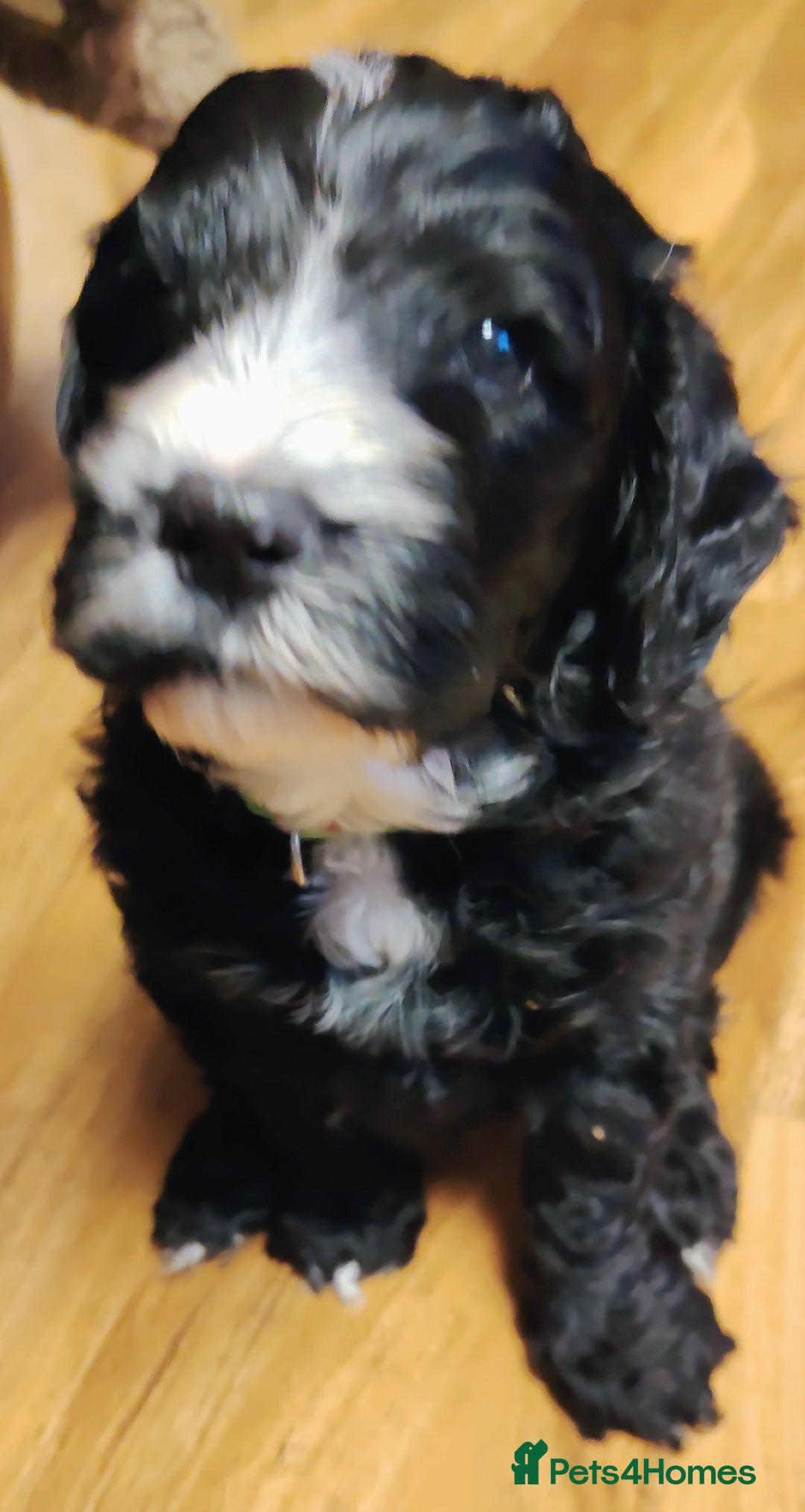 Cockapoo dogs for sale: F3 cockapoo  - Image 34