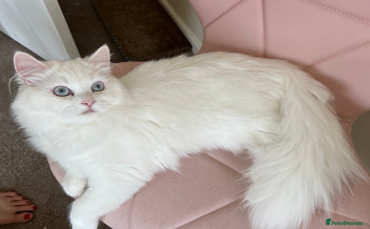 Persian cats - Advert 2