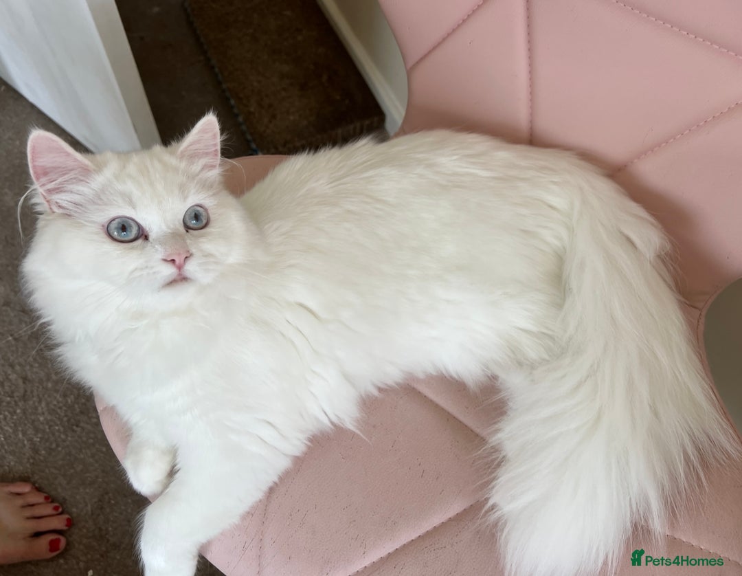 Persian cats for sale: Beautiful Persian ready to go - Image 1