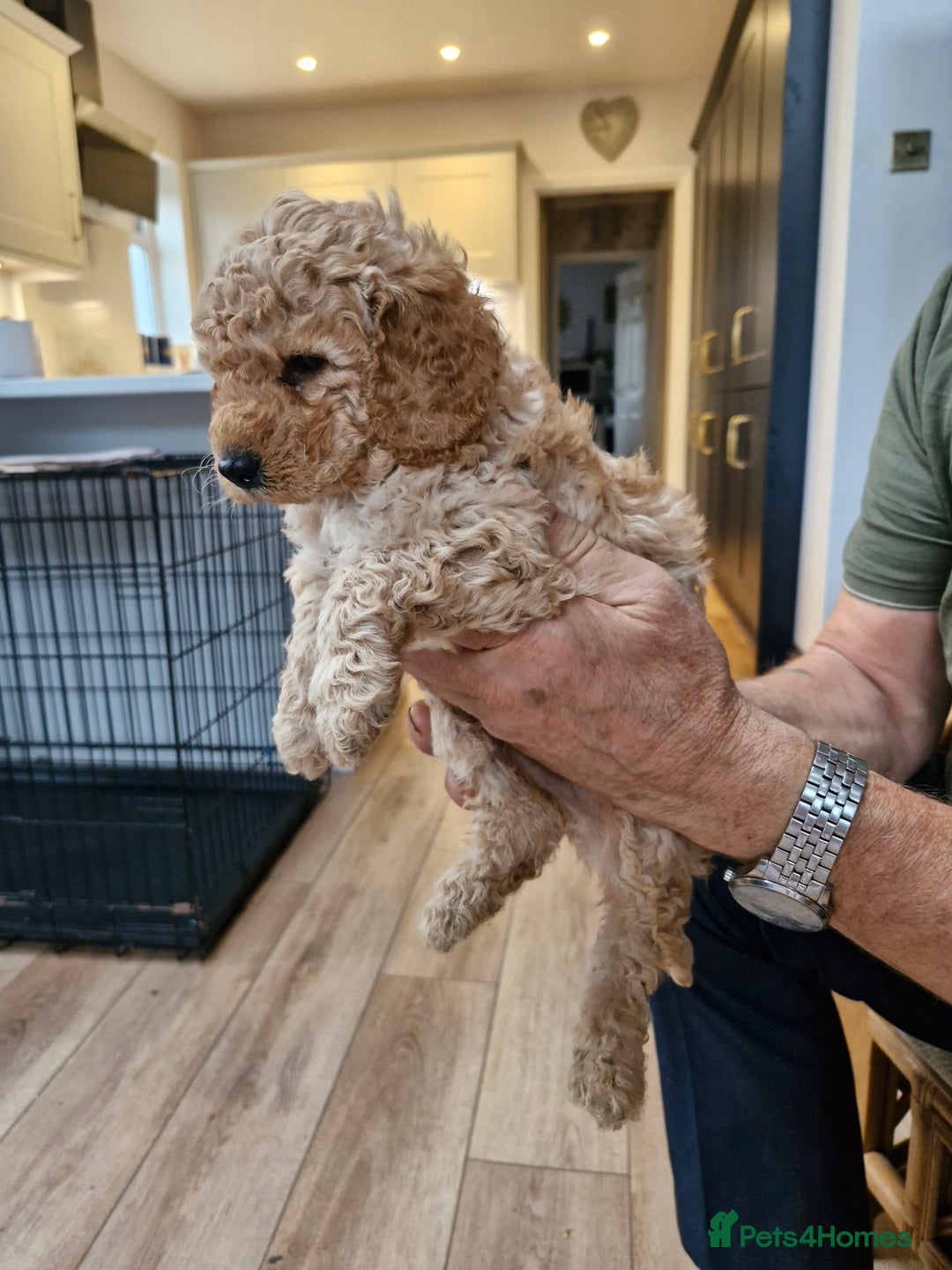 Miniature Poodle dogs for sale: Outstanding Show Quality MInature Poodles - Advert 7