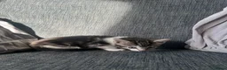 Mixed Breed cats for sale: 5 beautiful black tie/ ragdoll kittens for sale  - Advert 5