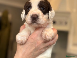 Sproodle dogs Gorgeous sproodle puppies - Family raised - Advert 3