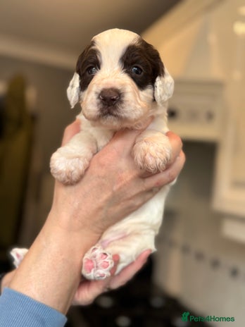 Sproodle dogs Gorgeous sproodle puppies - Family raised - Advert 3