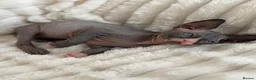 Sphynx cats for sale: 🐾 Beautiful Sphynx Kittens – Raised With Love 🐾 - Advert 16