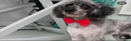 Cockapoo dogs for sale: Health tested F1 Cockapoos  - Advert 9