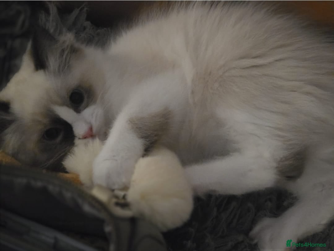 Ragdoll cats Adorable little Ragdolls  - Advert 1