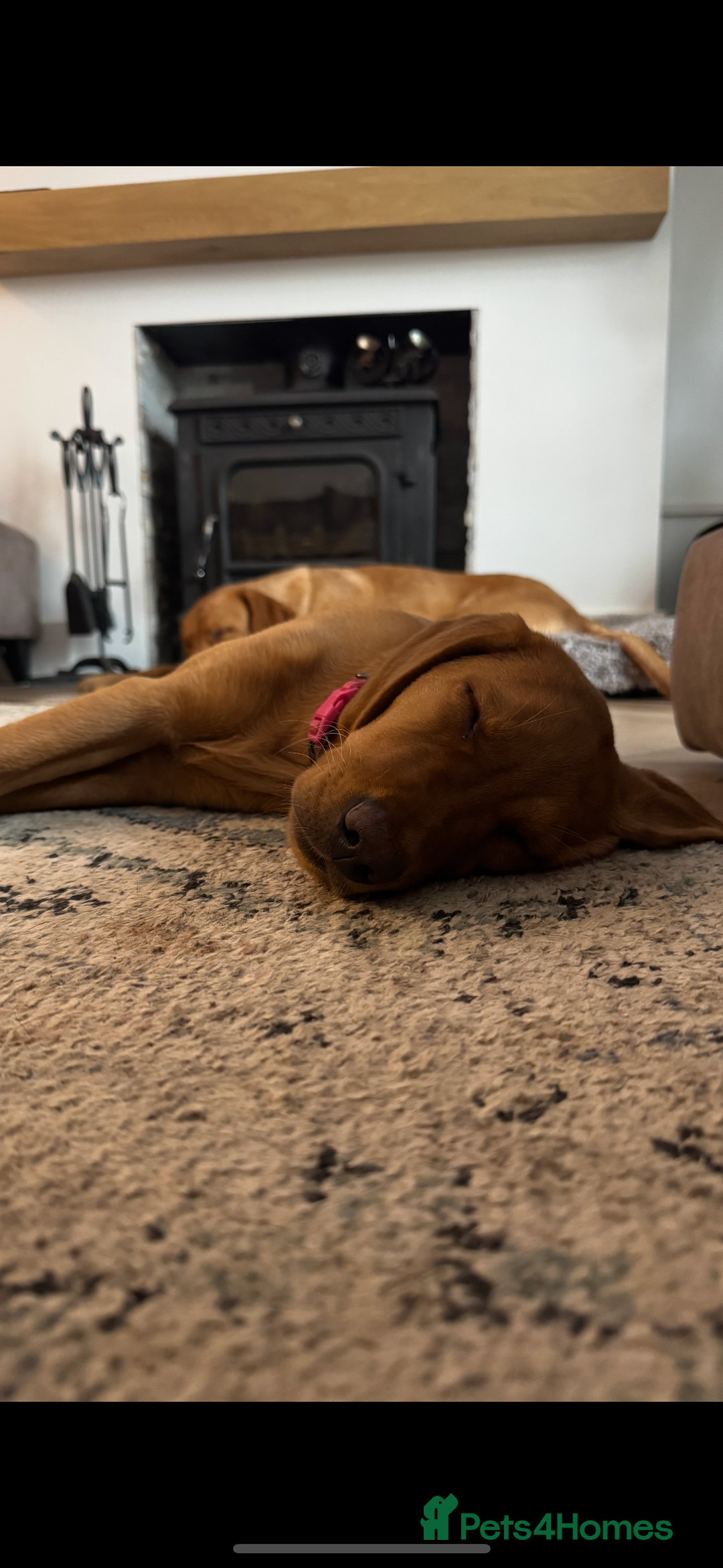 Labrador Retriever dogs for sale: Fox Red Pup “Nala” - Advert 6