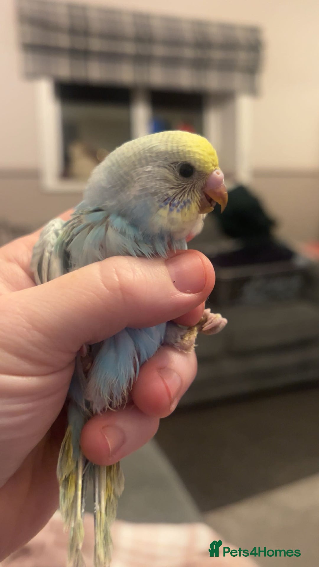 Budgerigars birds for sale: Baby budgies  - Advert 2