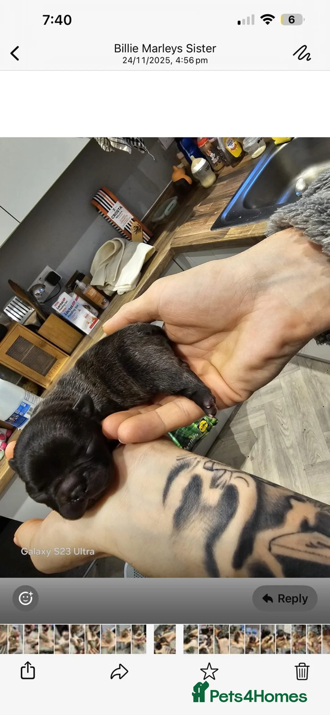 French Bulldog dogs for sale: French bulldog puppys for sale  - Advert 15