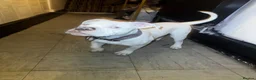 Alapaha Blue Blood Bulldog dogs for sale: 5 month old alapha blue blood bulldog for sale  in Southend-on-Sea - Advert 3