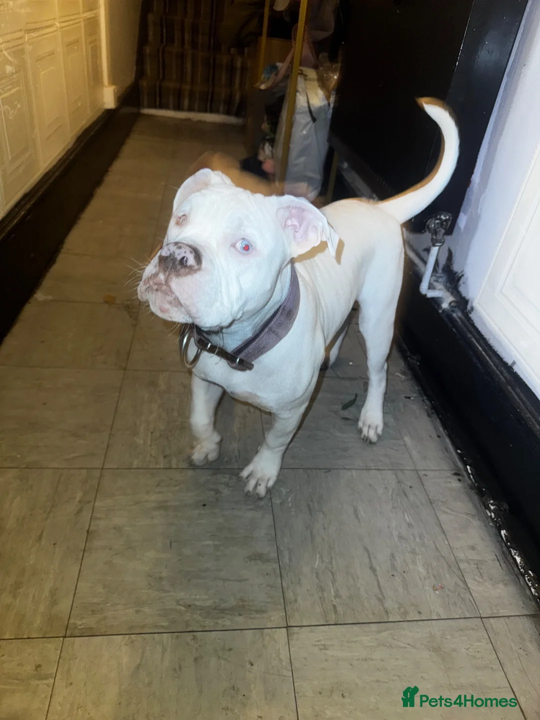 Alapaha Blue Blood Bulldog dogs for sale: 5 month old alapha blue blood bulldog for sale  in Southend-on-Sea - Advert 3