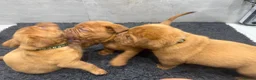 Dogue De Bordeaux dogs for sale: ** world class puppys** - Advert 10