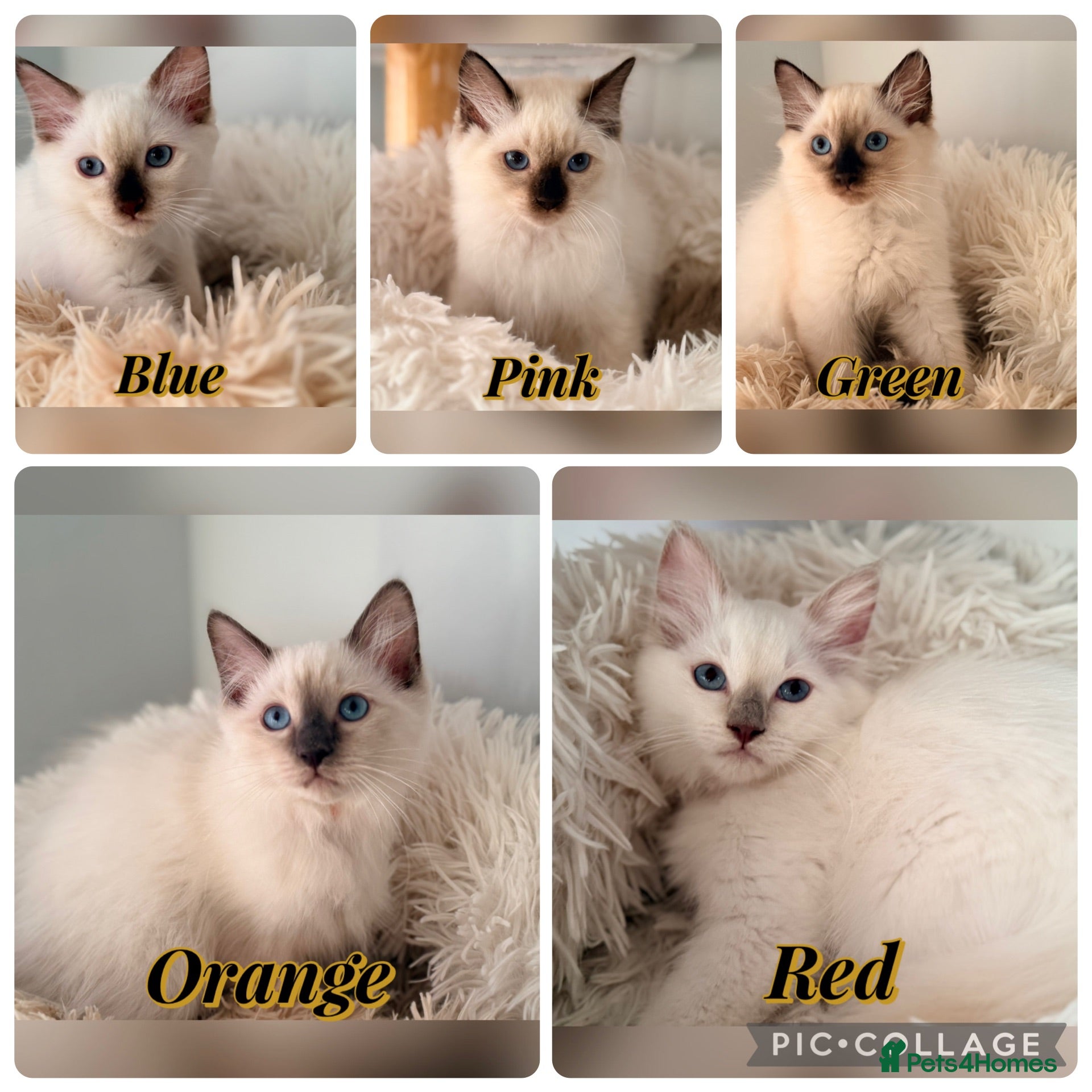 Ragdoll cats 5 GCCF Ragdoll kittens  - Advert 2