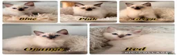 Ragdoll cats for sale: 5 GCCF Ragdoll kittens  - Advert 2