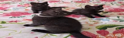 British Shorthair cats for sale: British shorthair kittens - Advert 20