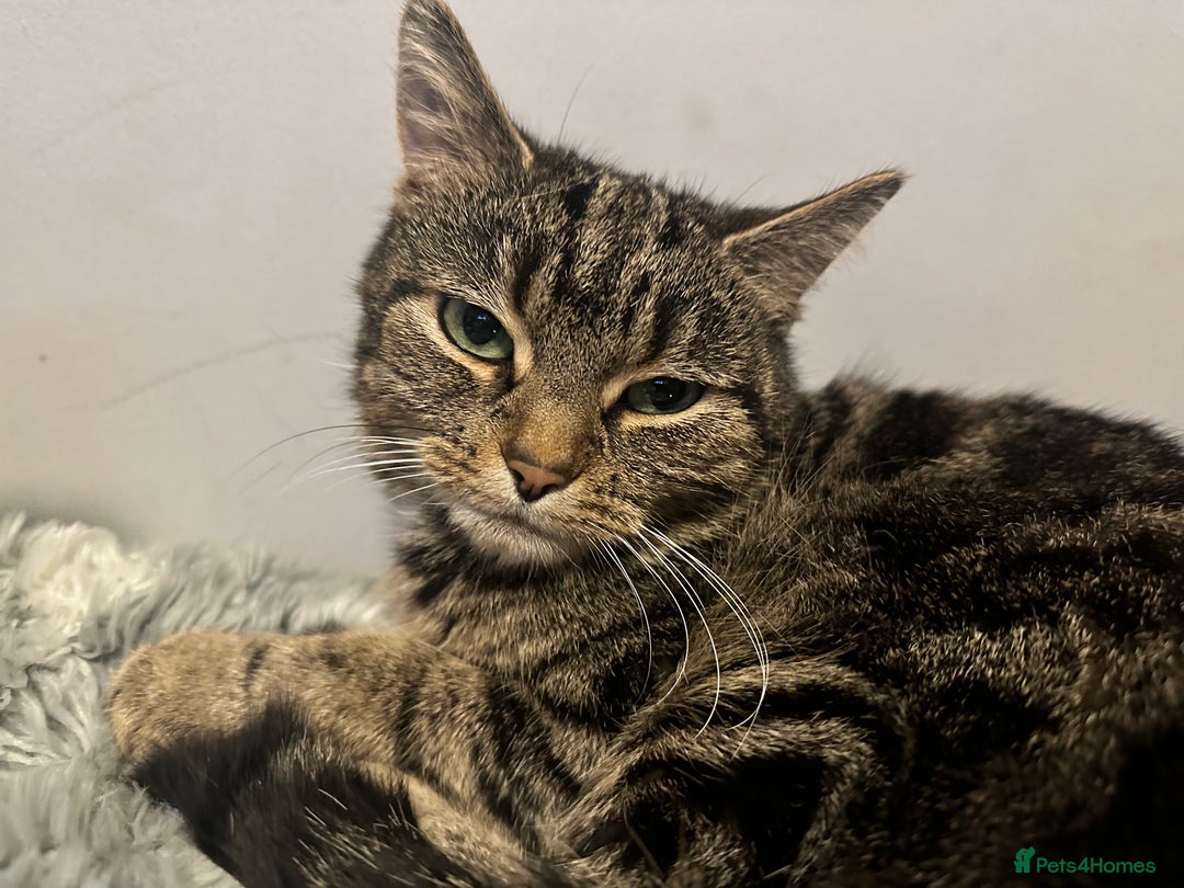 Mixed Breed cats for sale: Female indoor cat needing loving home - Image 1