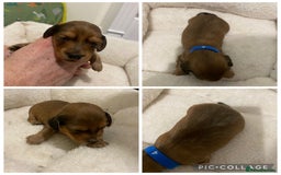 Miniature Dachshund dogs for sale: 5 miniature Dachshund puppies in Doncaster - Image 3