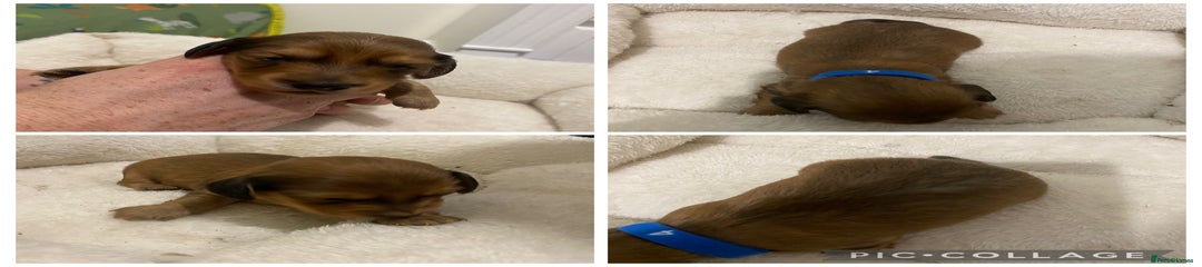 Miniature Dachshund Puppy 3