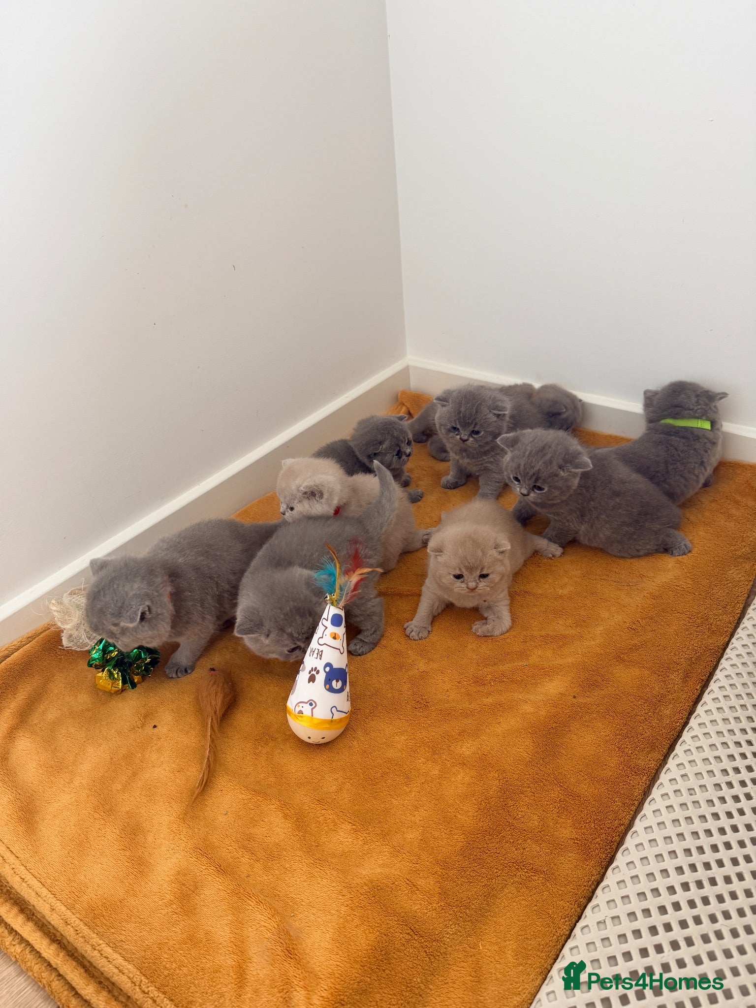 British Shorthair cats 👑 Stunning British Shorthair Kittens with GCCF 🐾 - Advert 1