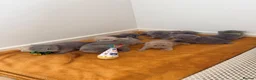British Shorthair cats for sale: 👑 Stunning British Shorthair Kittens with GCCF 🐾 - Advert 1