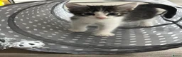 Domestic Shorthair cats for sale: Beautiful Tabby kittens for sale - Advert 7