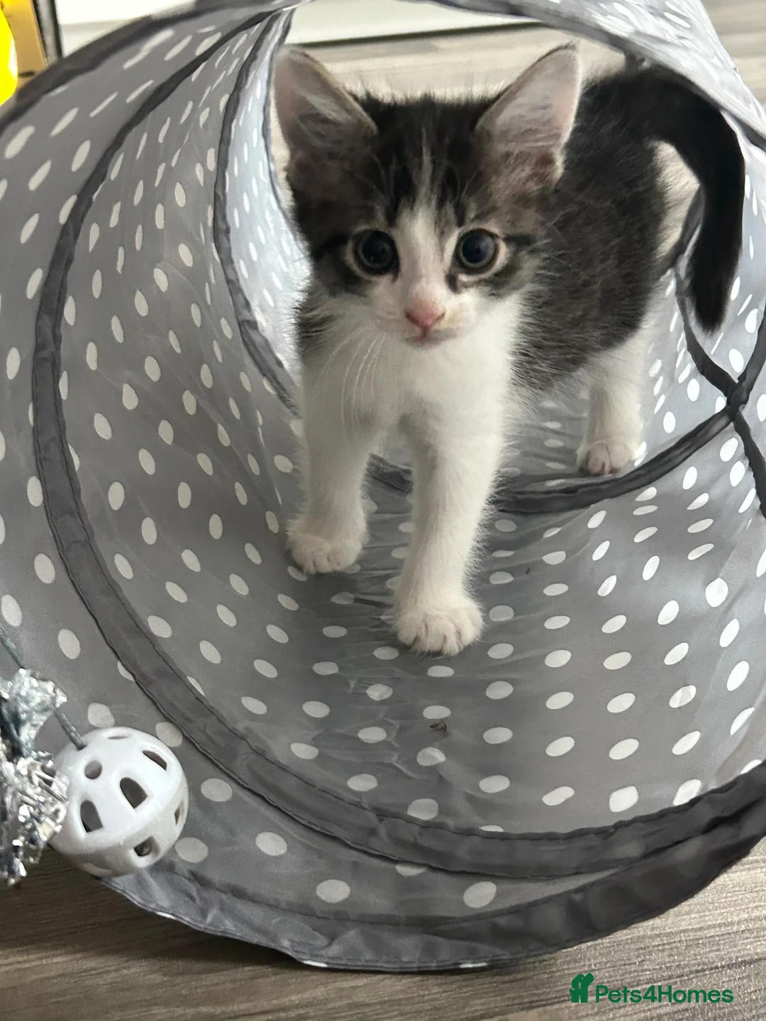 Domestic Shorthair cats for sale: Beautiful Tabby kittens for sale - Advert 7