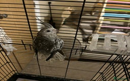 Cockatiels birds for sale: Cockatiel for rehoming  - Image 6