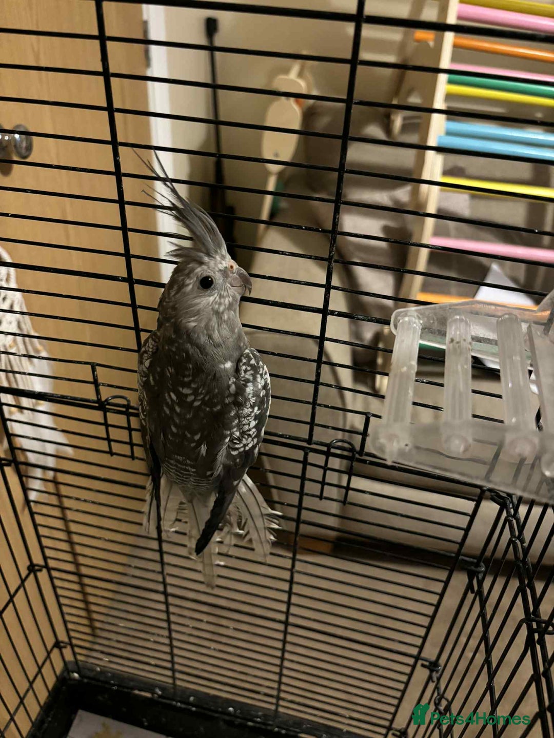 Cockatiels birds for sale: Cockatiel for rehoming  - Image 6