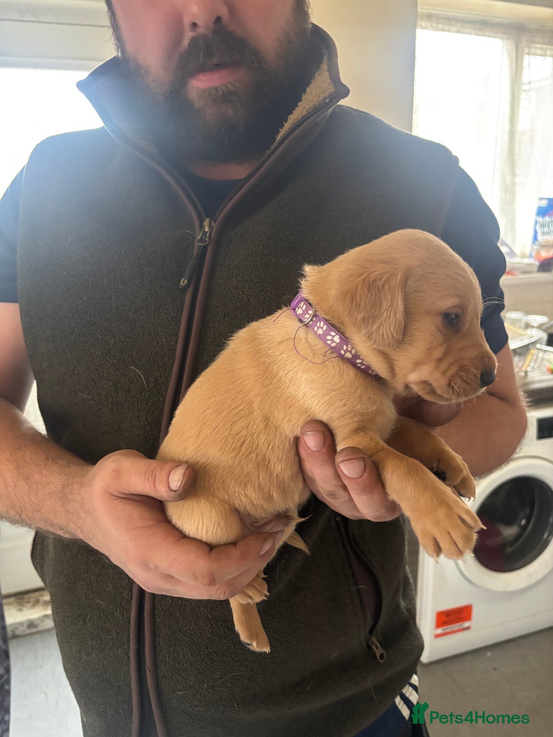 Labrador Retriever dogs for sale: Fox red Labrador - Advert 3