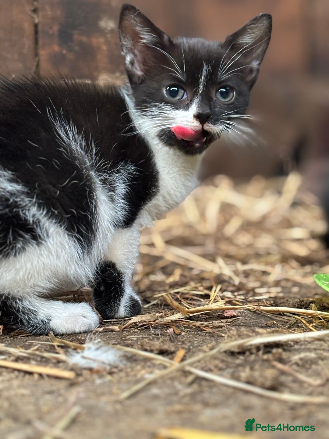 Mixed Breed cats for sale: Two adorable girl kittens - Image 2