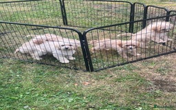 Cavapoo dogs for sale: Beautiful cavapoo puppies  - Image 8