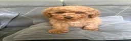 Cavapoo dogs for sale: Beautiful cavapoo puppies ready now  - Advert 7