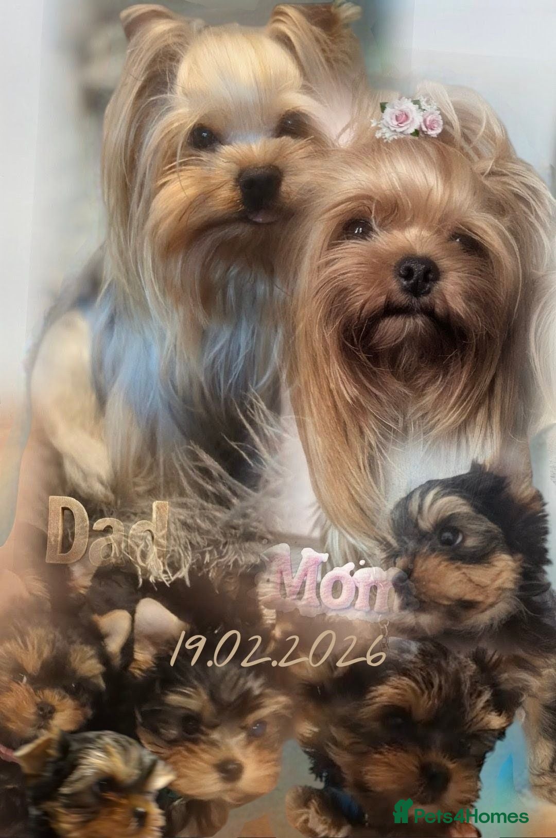 Yorkshire Terrier dogs 👉Yorkshire Terrier Pups–KC Lines, Health Checked - Advert 10