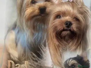 Yorkshire Terrier dogs 👉Yorkshire Terrier Pups–KC Lines, Health Checked - Advert 2