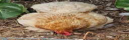 Chickens poultry for sale: Bantam Pekingese Hens - Advert 15