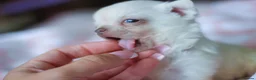 Chihuahua dogs for sale: Extremely Small Lilac and tan chihuahua girl  - Advert 2