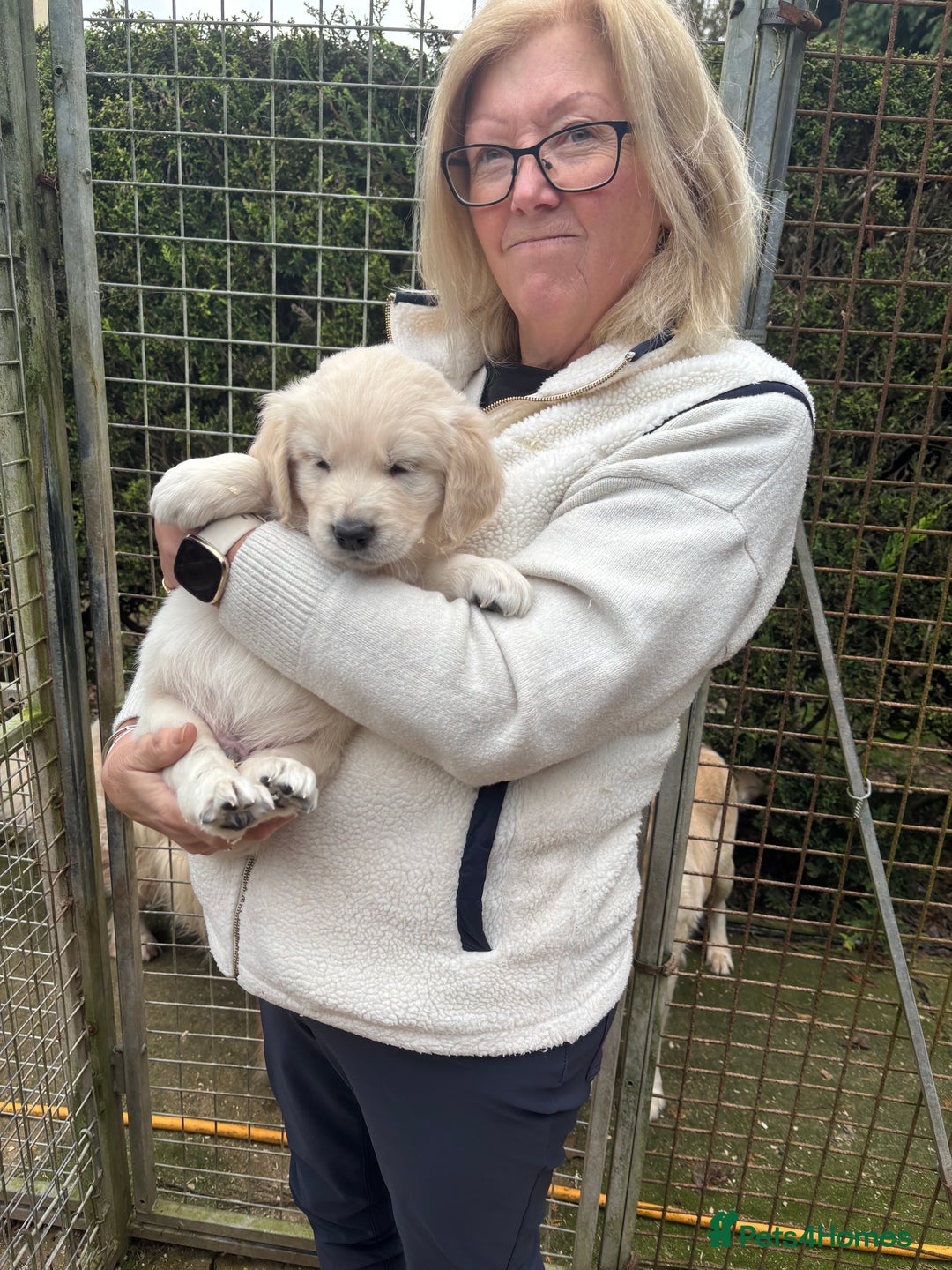 Golden Retriever dogs for sale: golden retriever - Advert 4