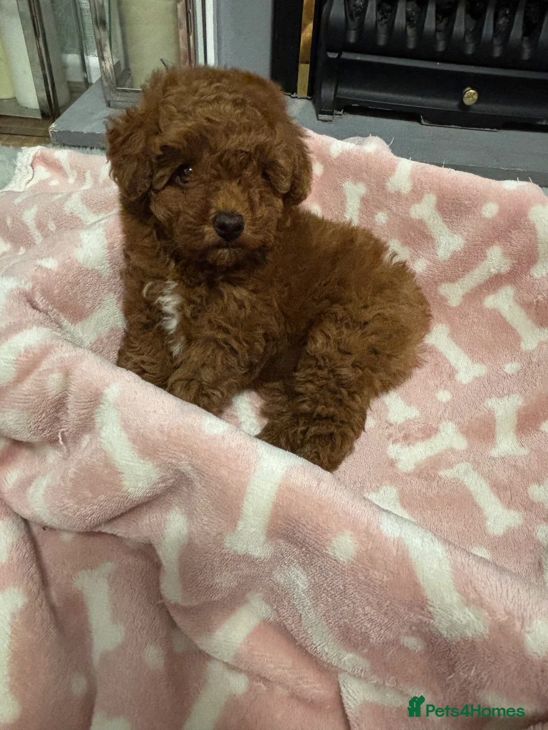 Toy Poodle dogs for sale: 🐾 Stunning Red Toy Poodle Puppies   - Advert 9