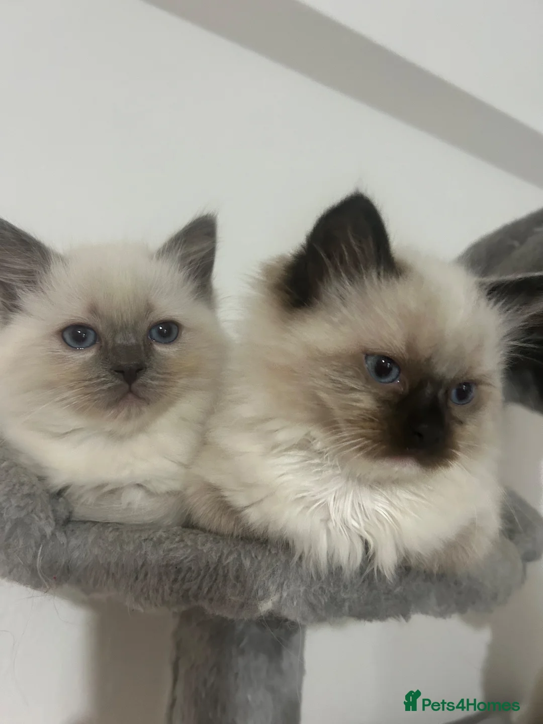 Ragdoll cats for sale: Kittens Ragdoll - Advert 1